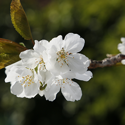 Pre-Paid Funeral Plans. Please contact us on 01279 860055 and we can put you in touch with a reputable funeral plan provider.